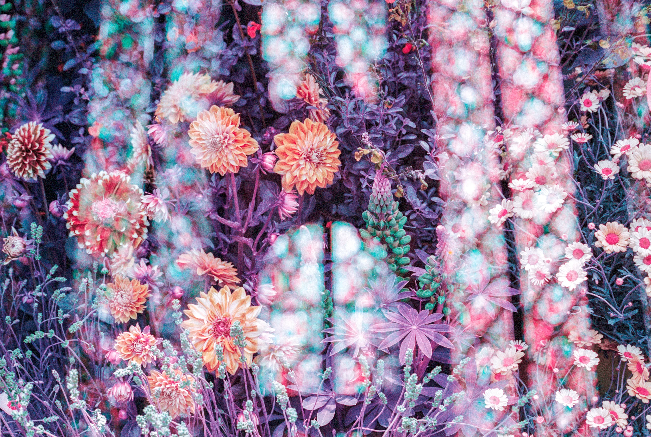 The Life and Death of a Garden (Death)