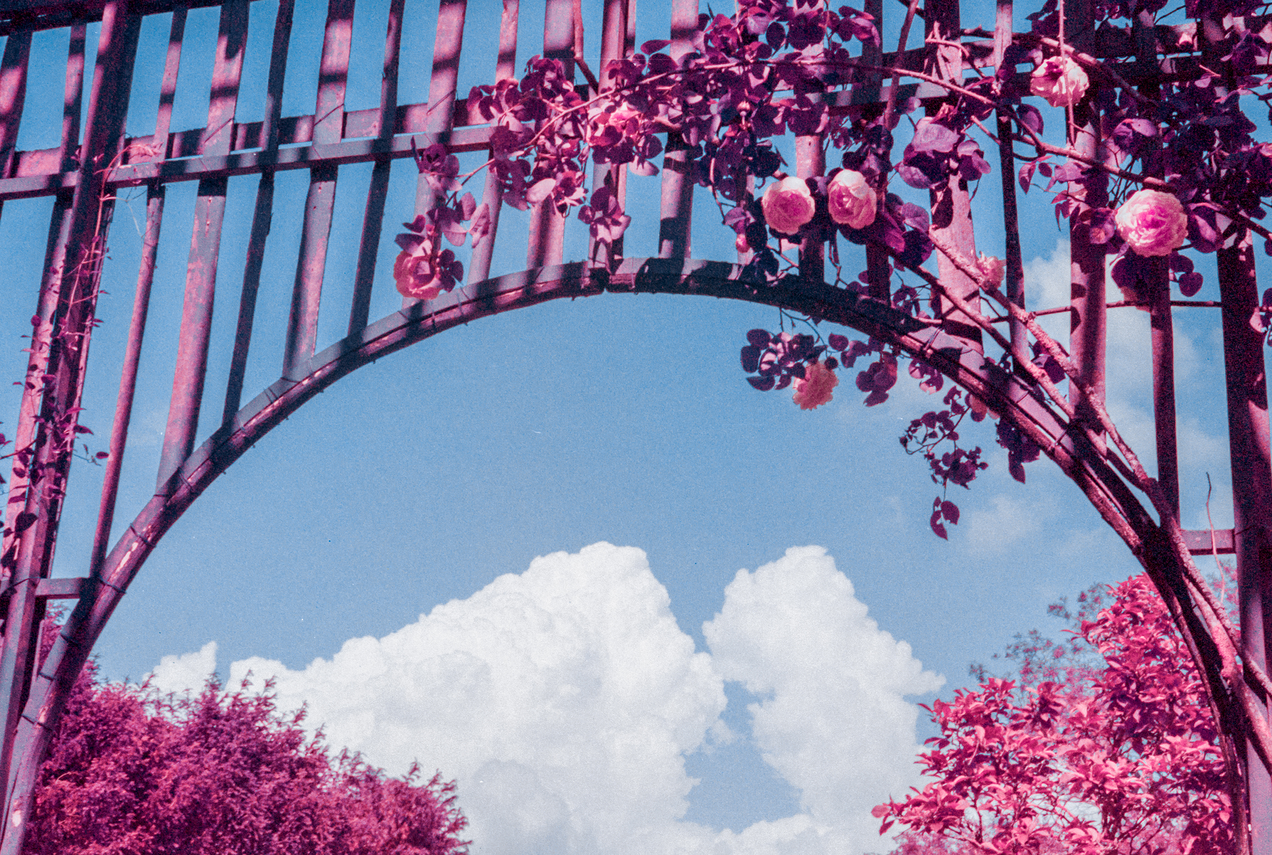  Rose Arch 