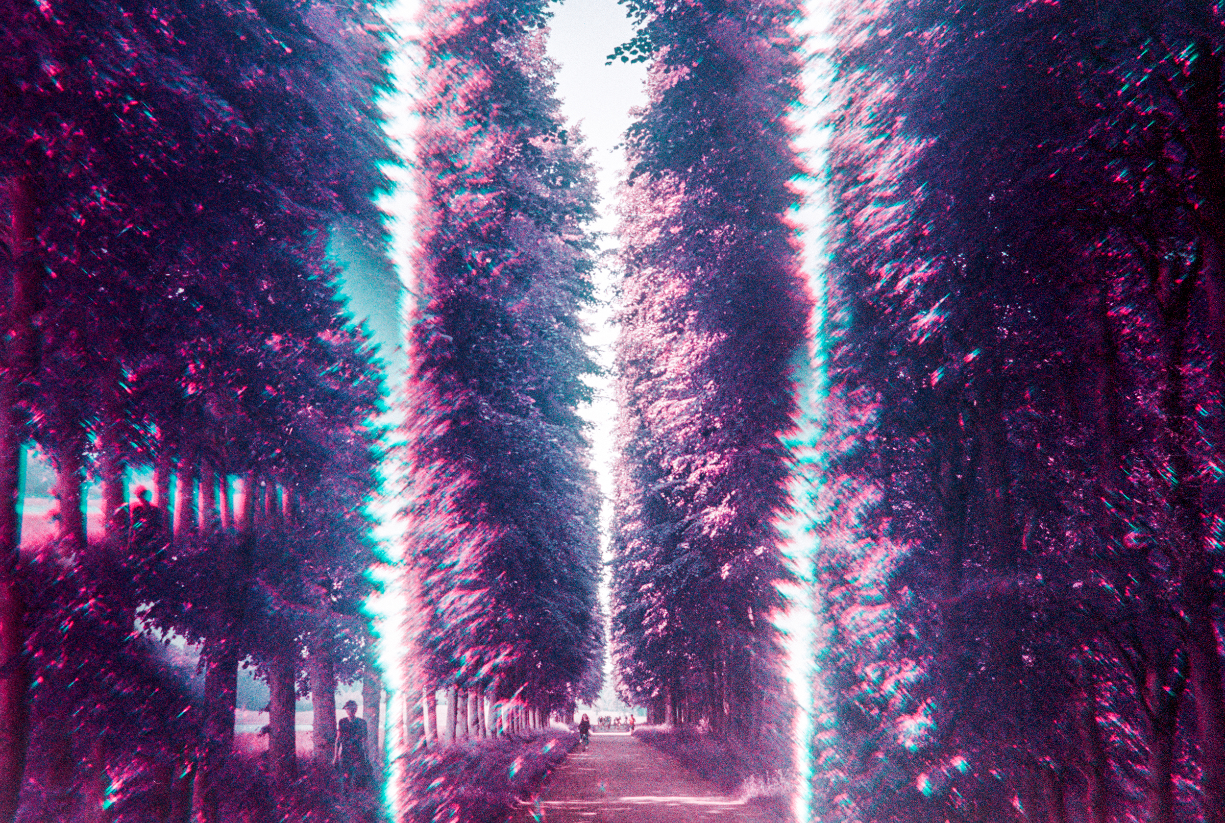  Forest Hallways 