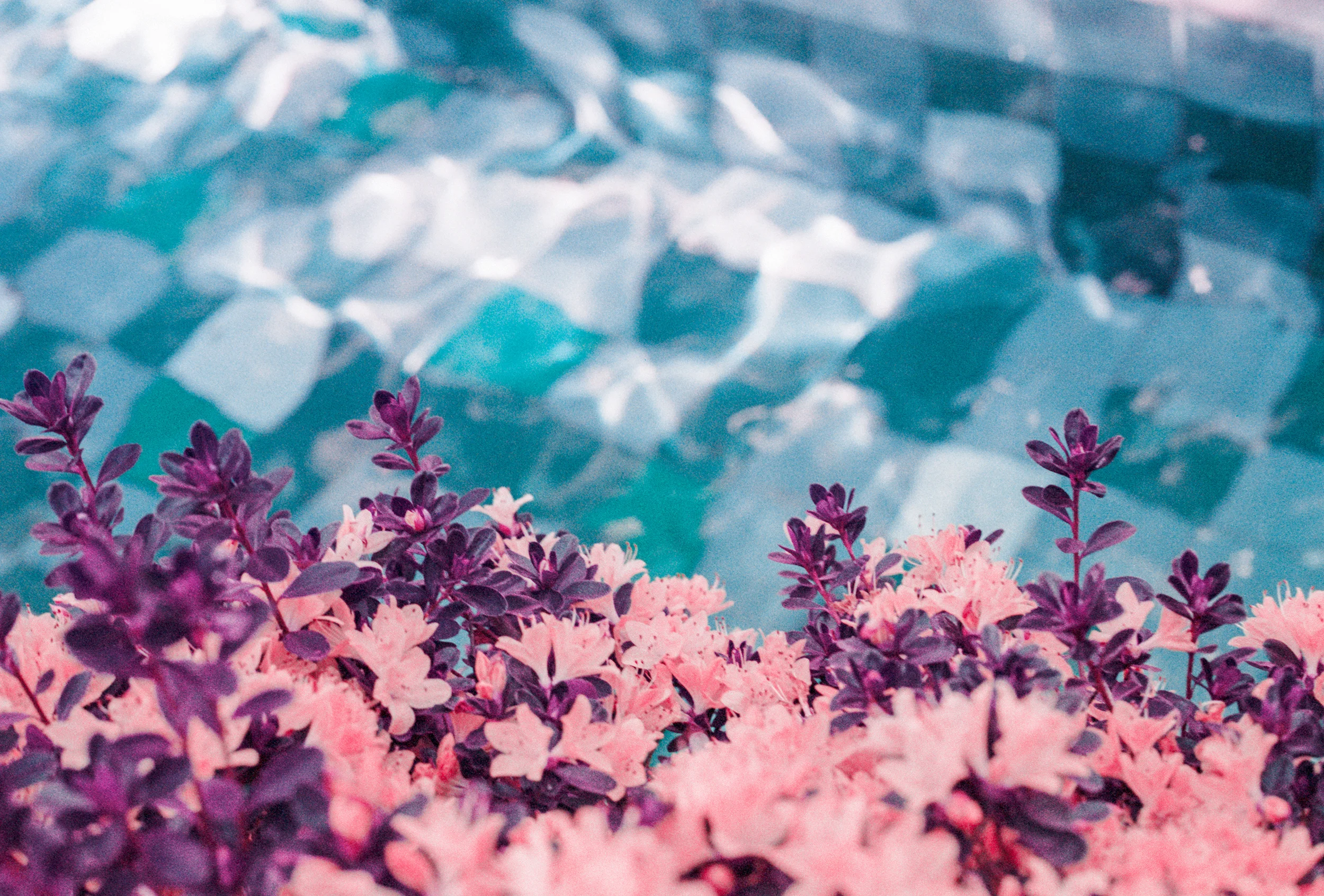 Flowers Dream of Water