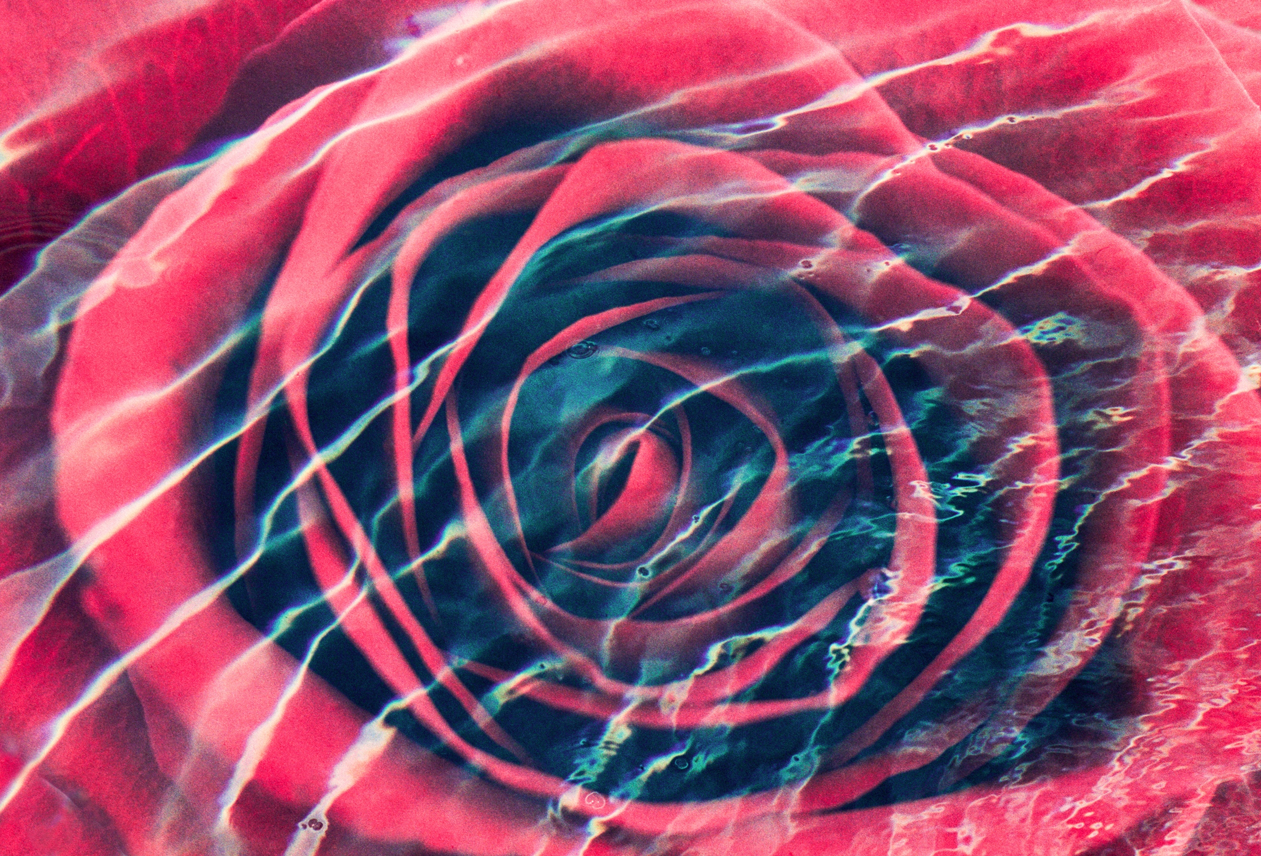  Rose Waves 