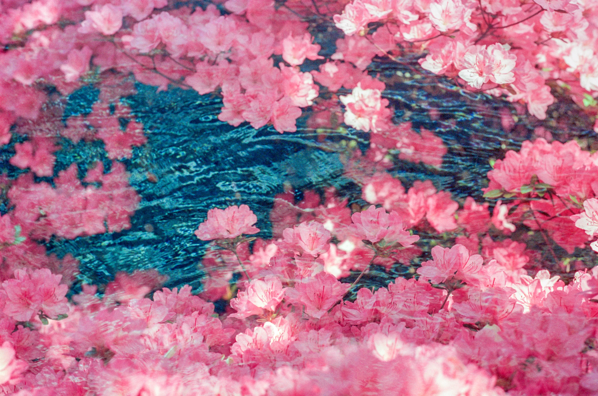 Azalea Pools (1)