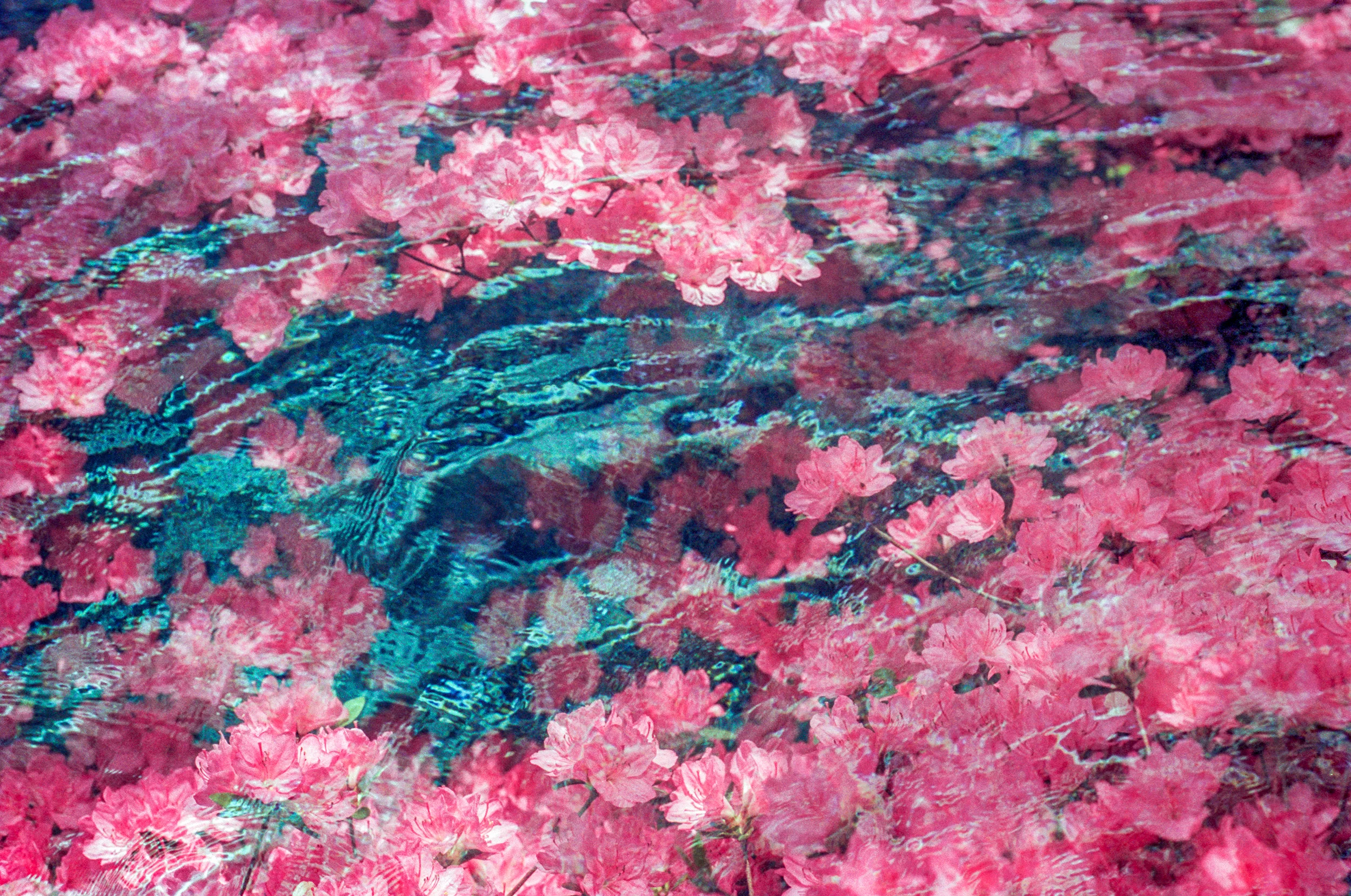 Azalea Pools (2)