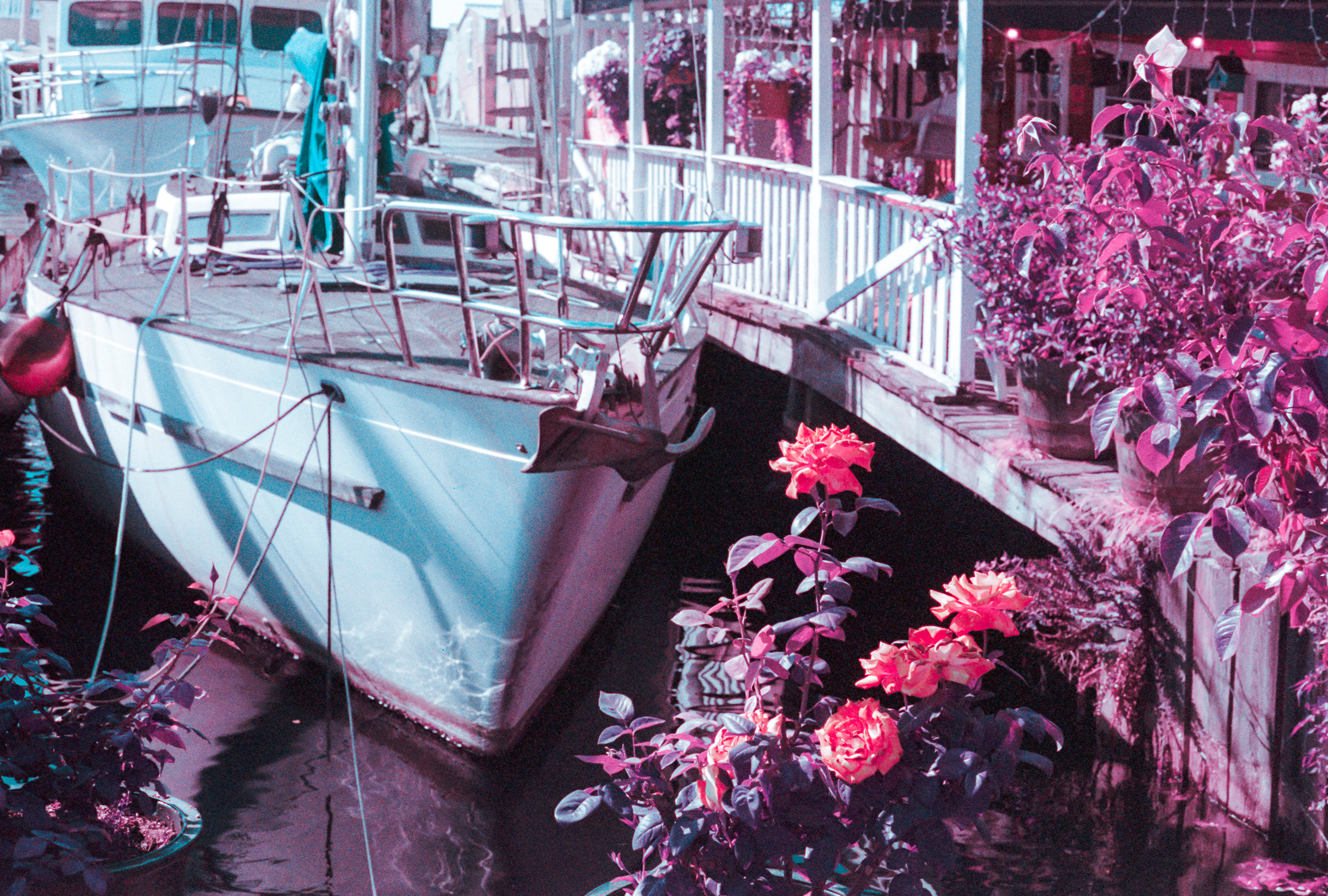  Boathouse Bloom 