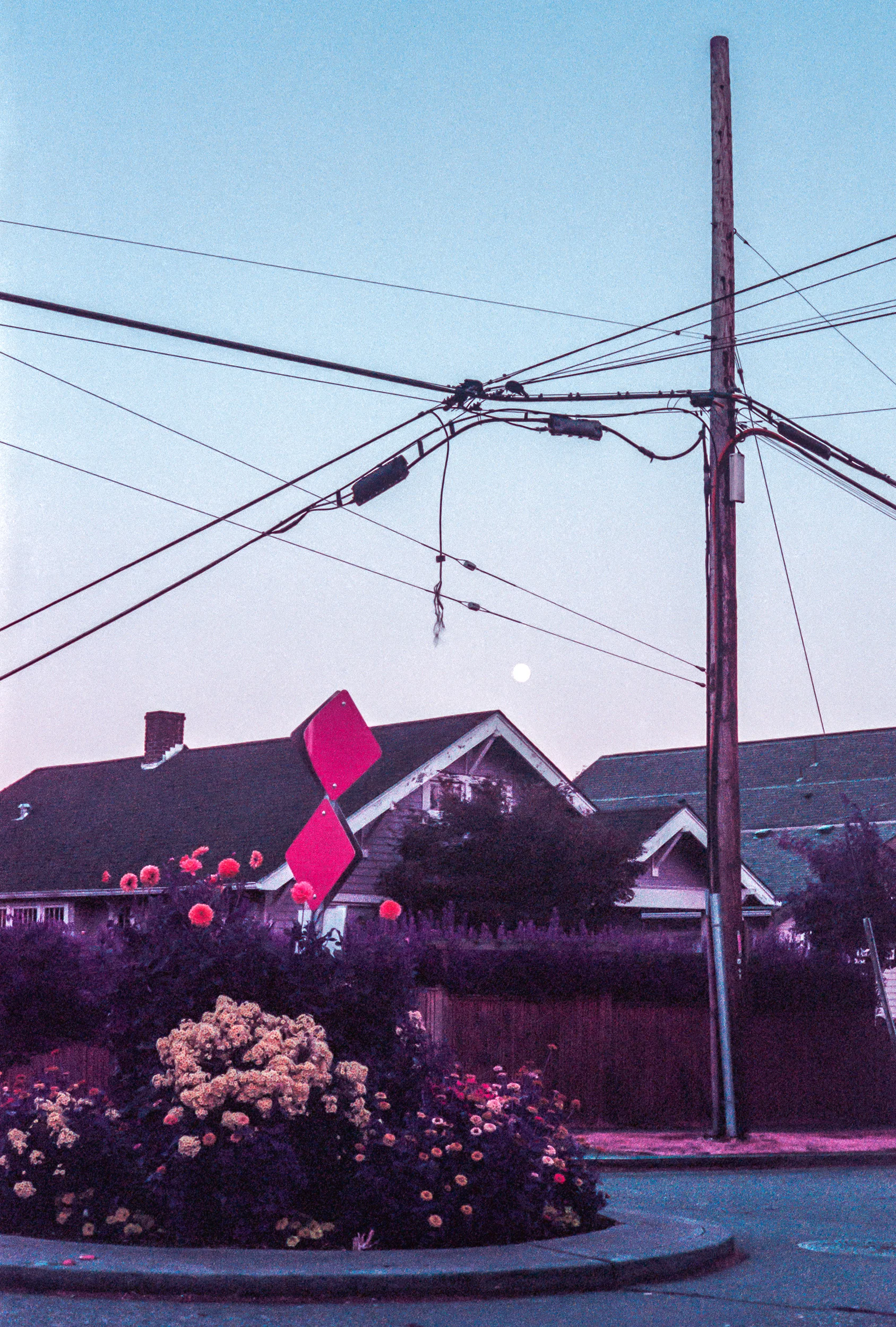Suburban Violet