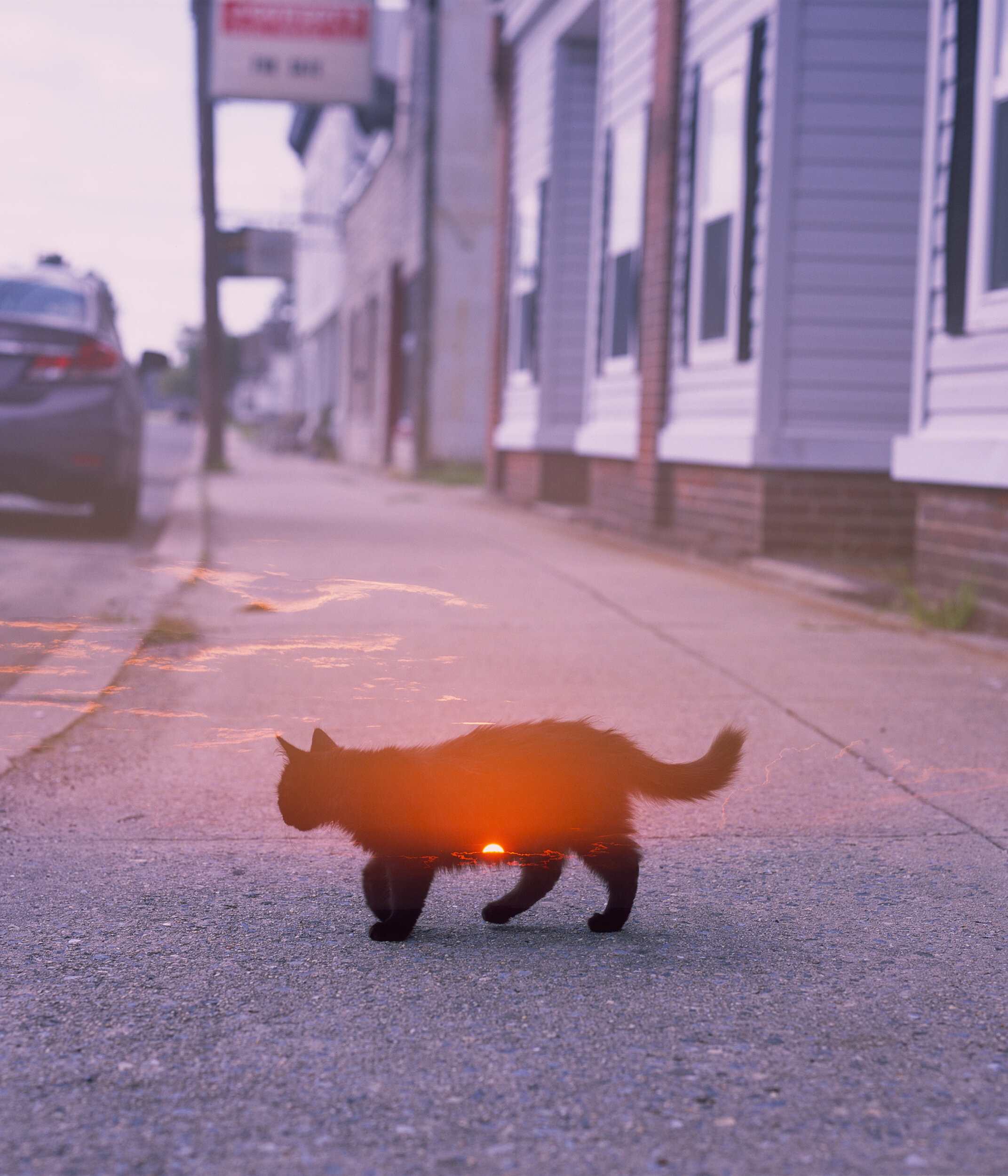  Street Cat Sunrise 