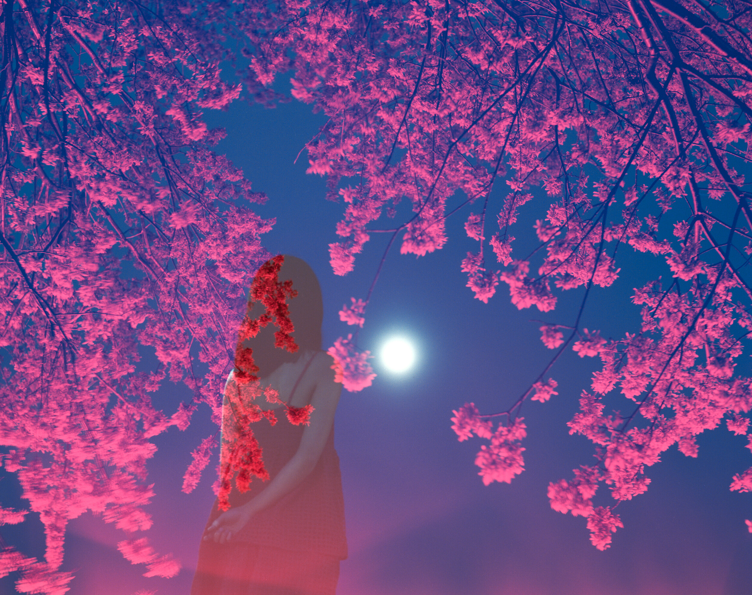  Night Blossoms 