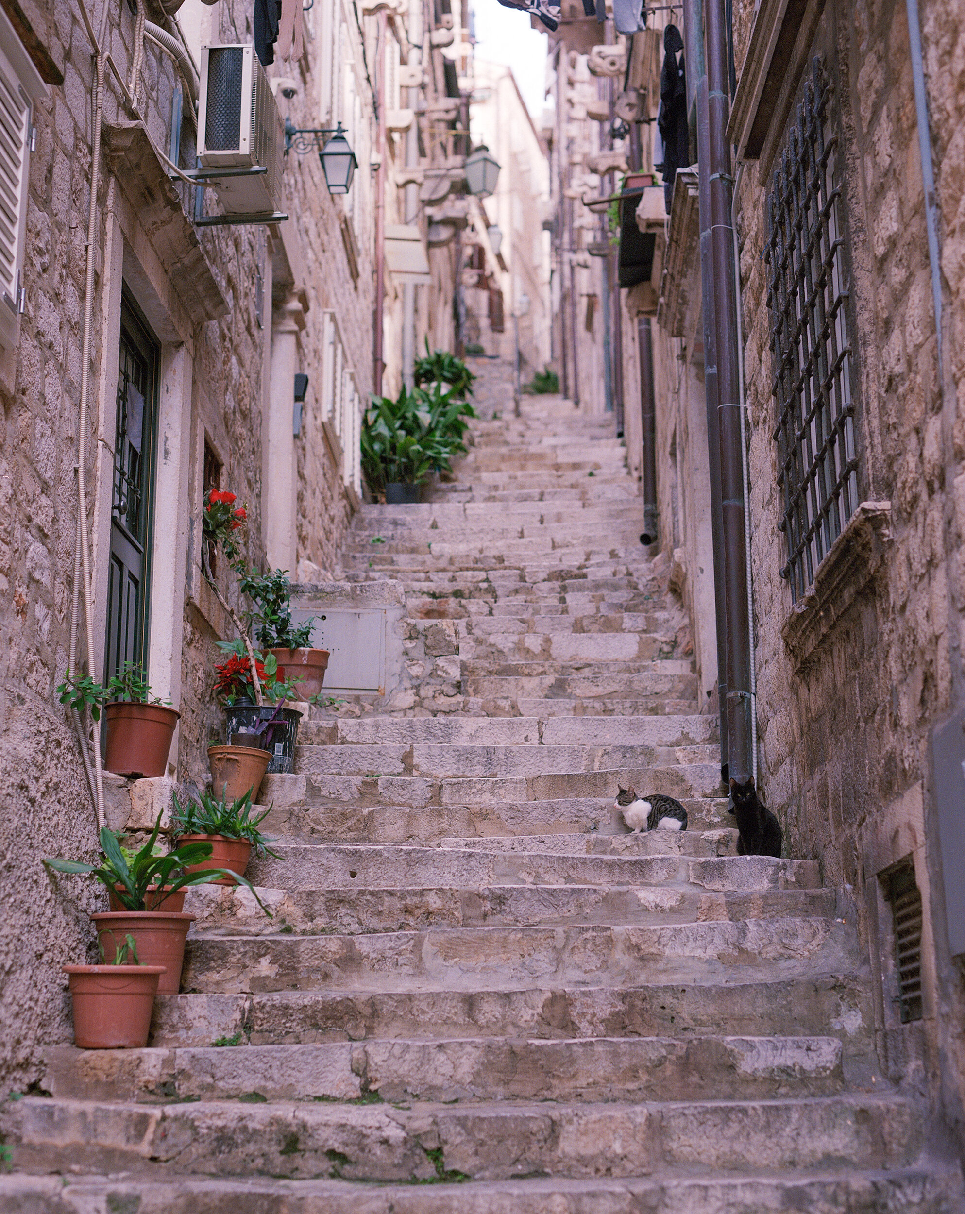  Cats of Dubrovnik 