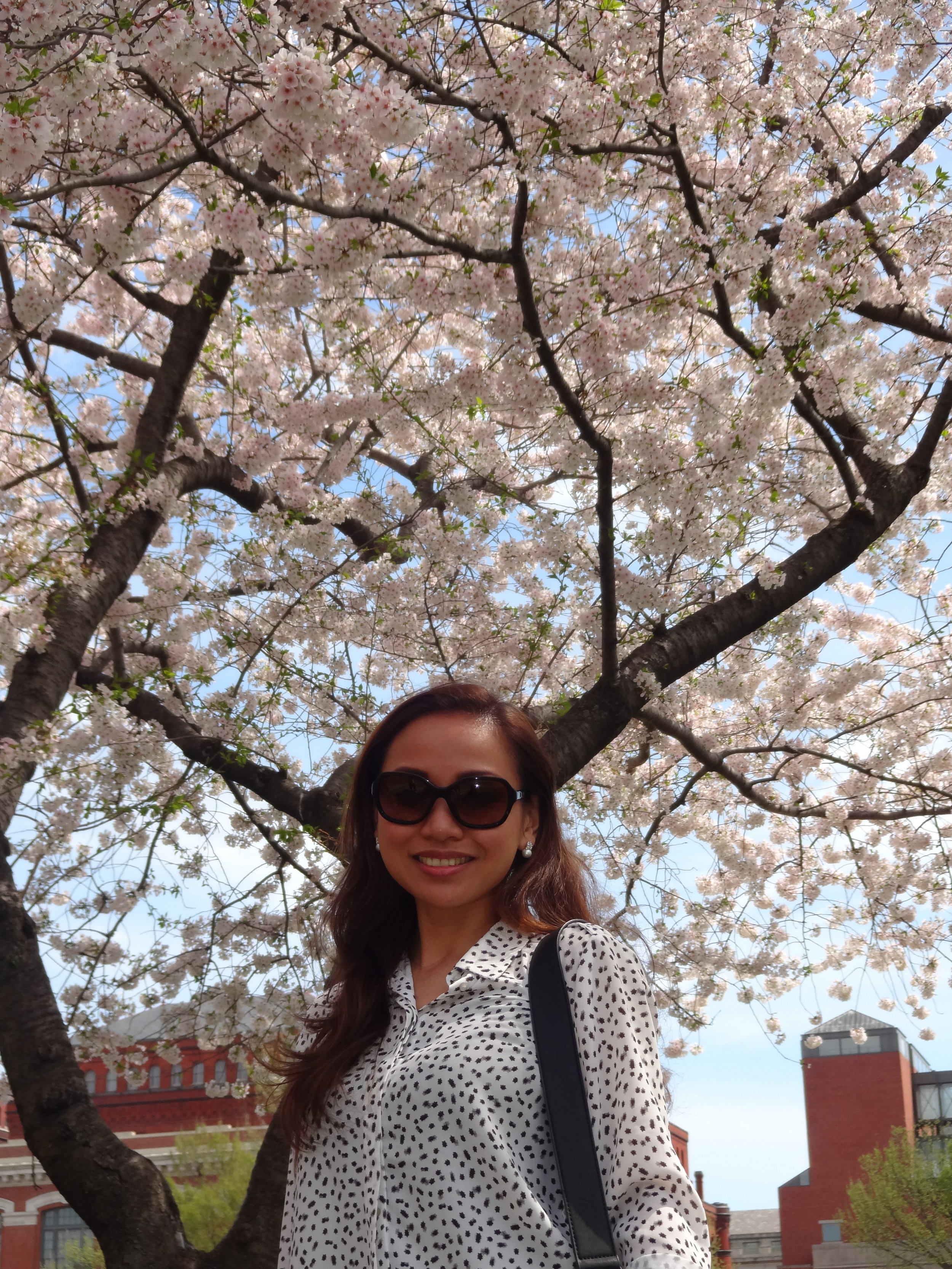 Underneath the sakura trees