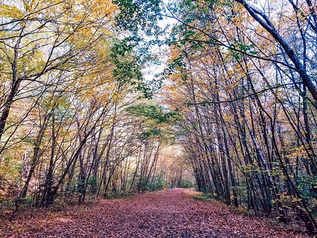 #fcbtravel Is it just us or is #fall going by so fast? ⁠
⁠
#LeafPeeping is one of our favorite things to do as a family during the #autumn months, and I'm glad that we got to do at least one #hike to see the leaves turn. ⁠
⁠
It's a bit too cold for u