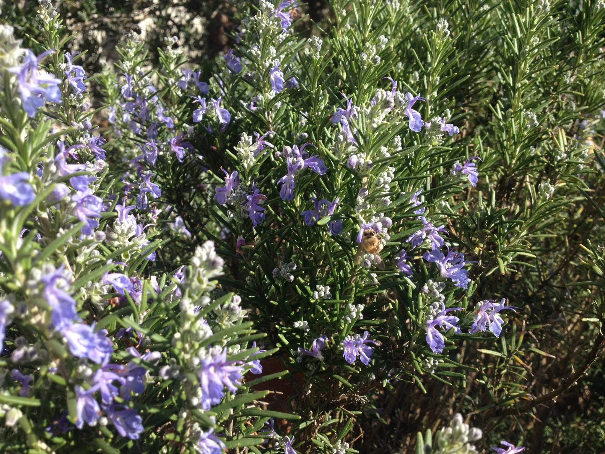 Bees in the lavender near our garden entrance.