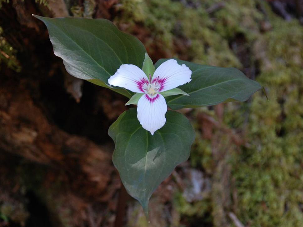 The Wildflowers, featuring Machiko Shirai