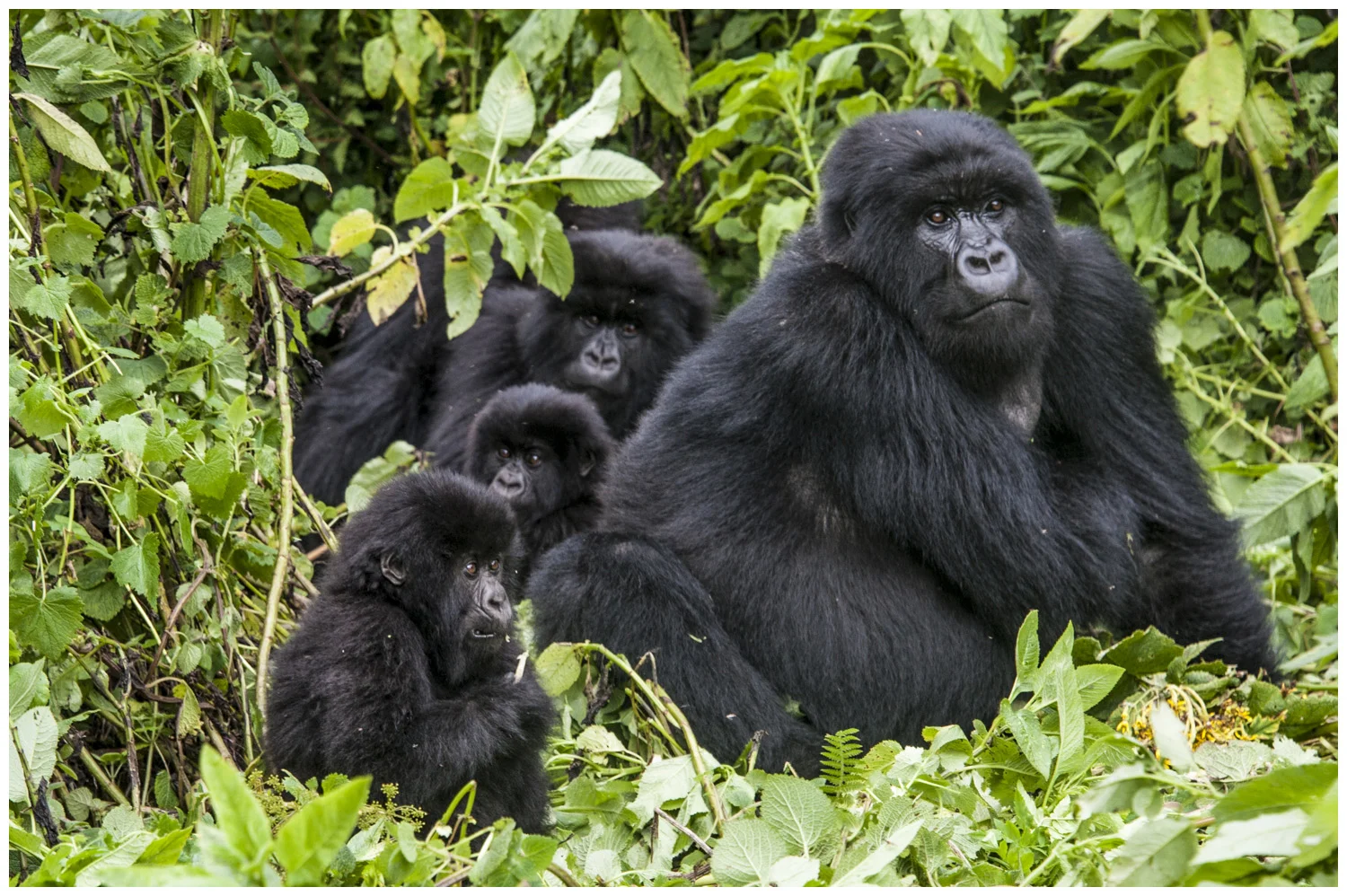 aoc-rwanda-.jpg