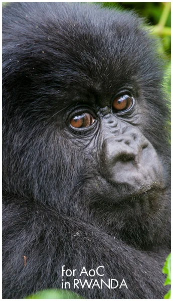 rwanda2.jpg