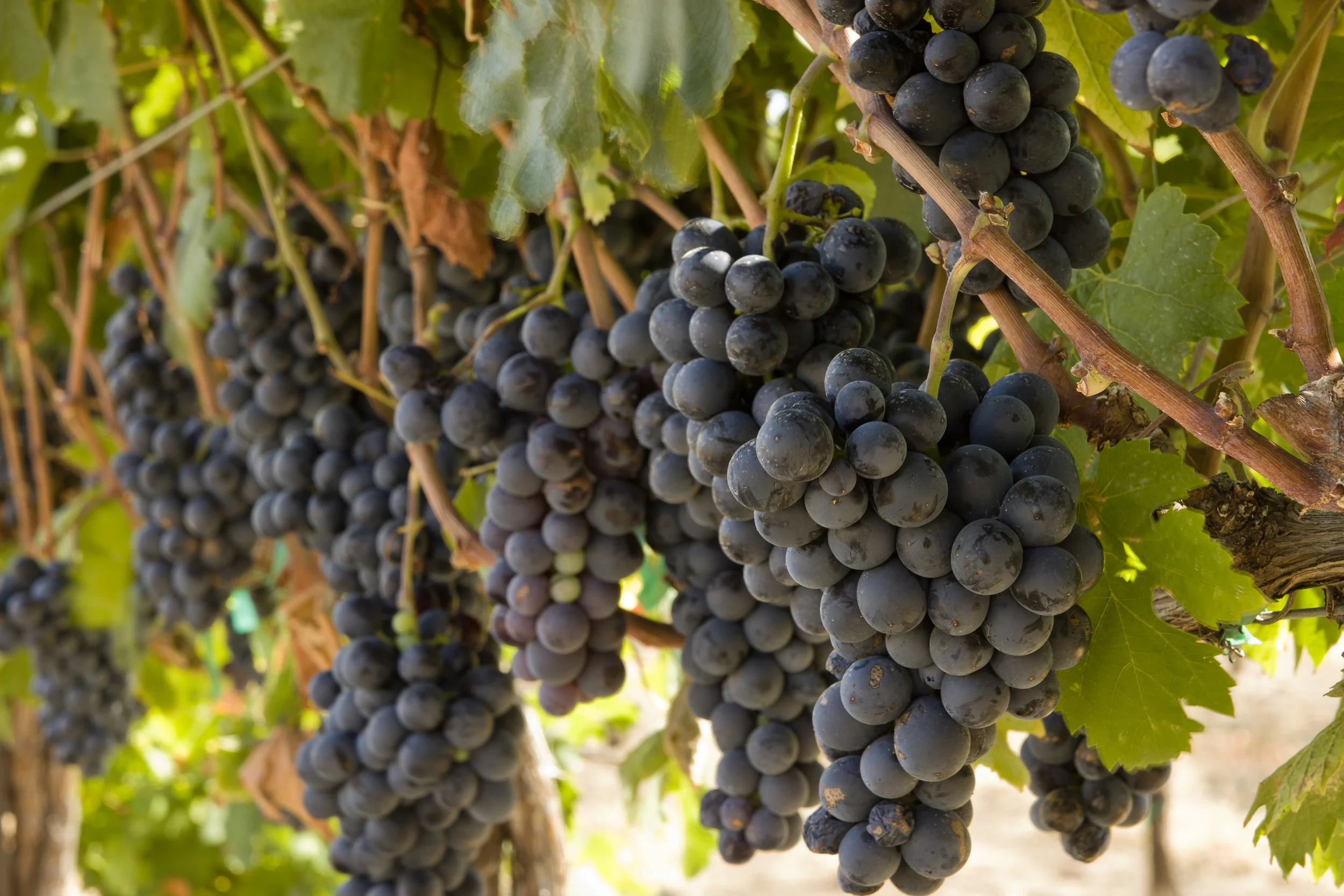 grapes.jpg