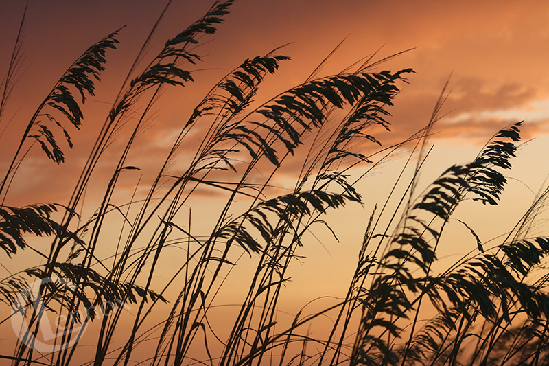 Bahamian Sunset, 2015