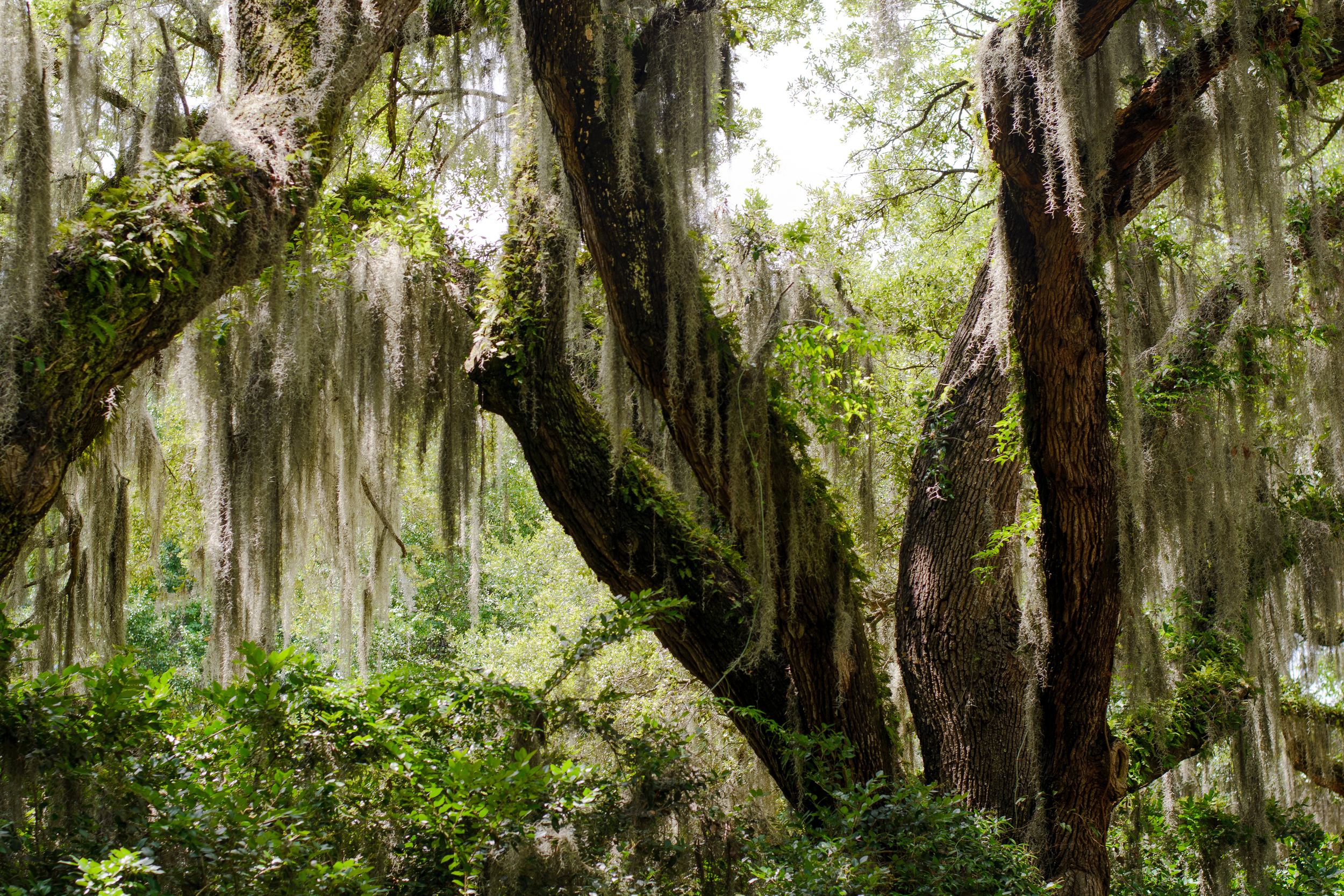 Spanish Moss Savannah GA.jpg