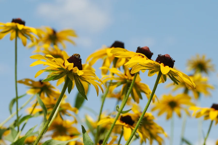 Inspiration Location