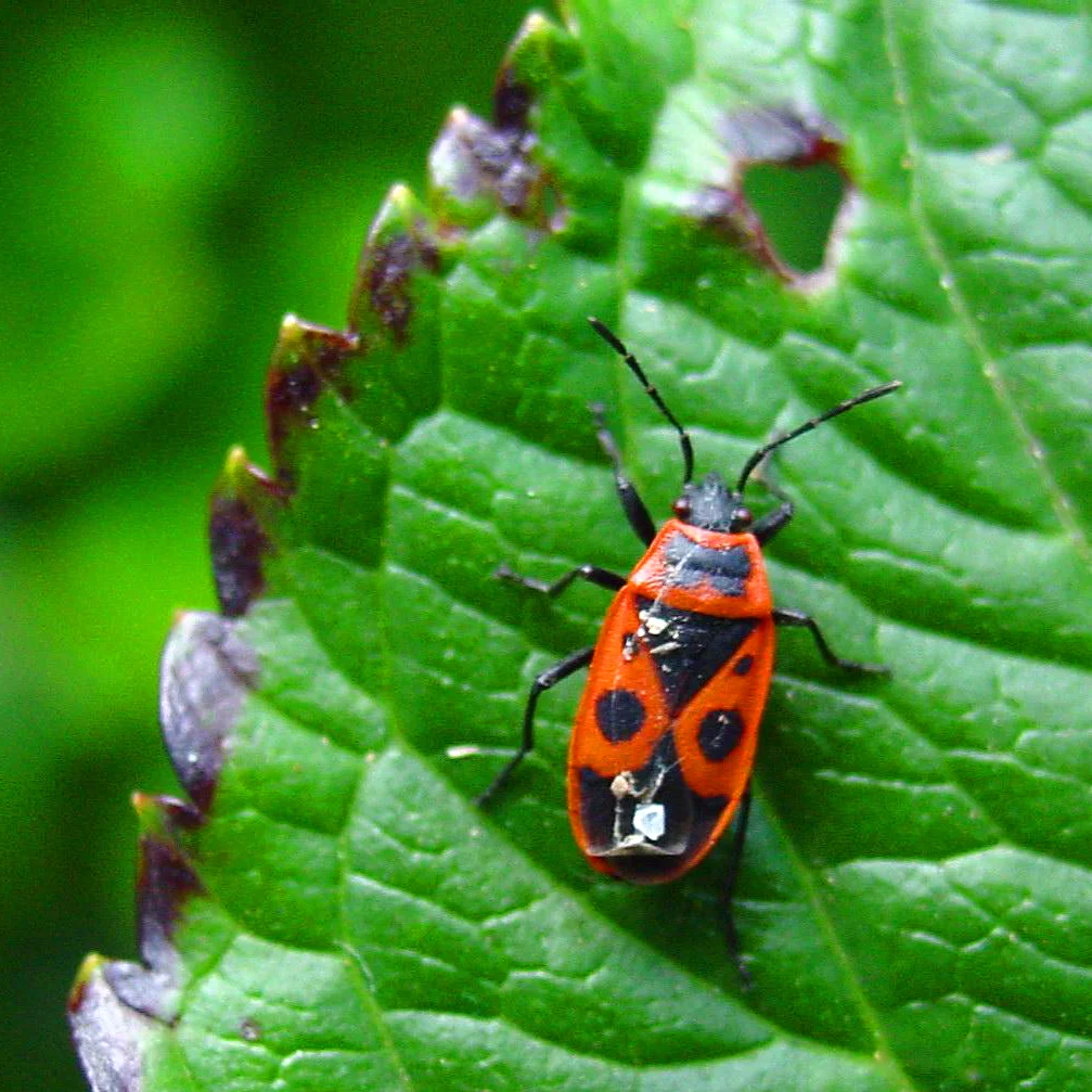 Don’t let problems bug you