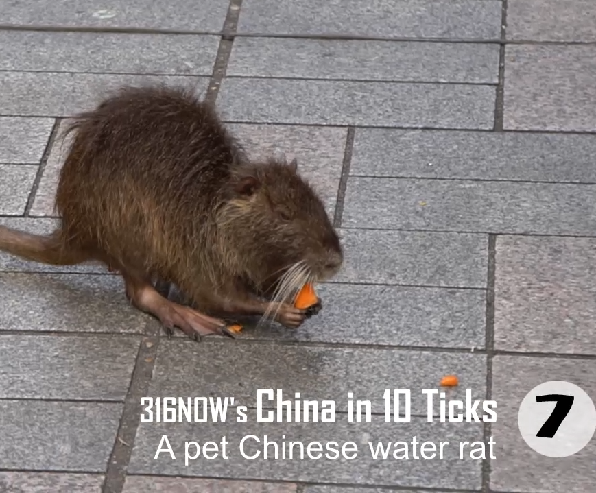 10 Ticks // A pet water rat