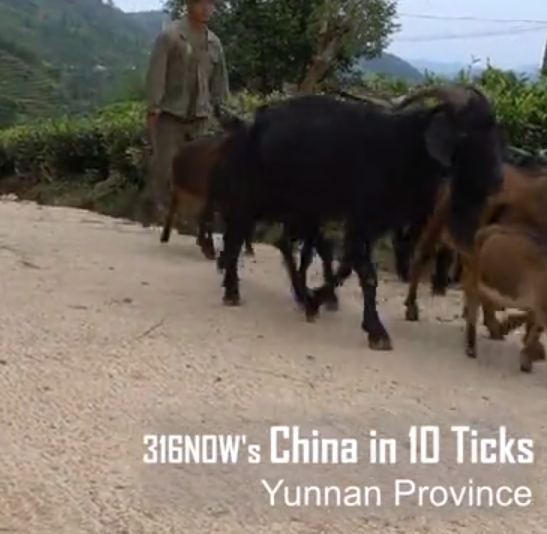 10 Ticks // A herd of goats