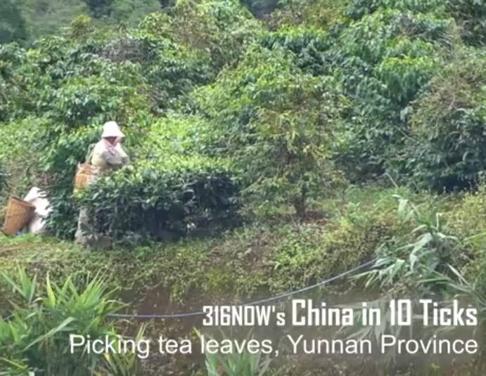 10 Ticks // Picking tea leaves