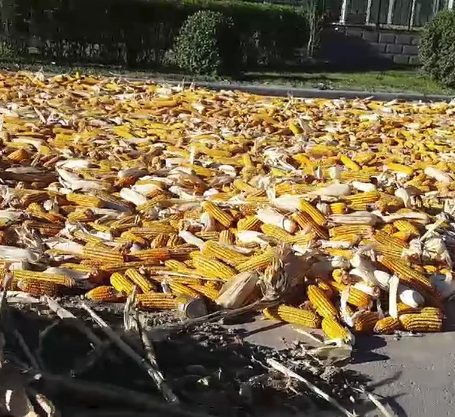 10 Ticks//Corn drying