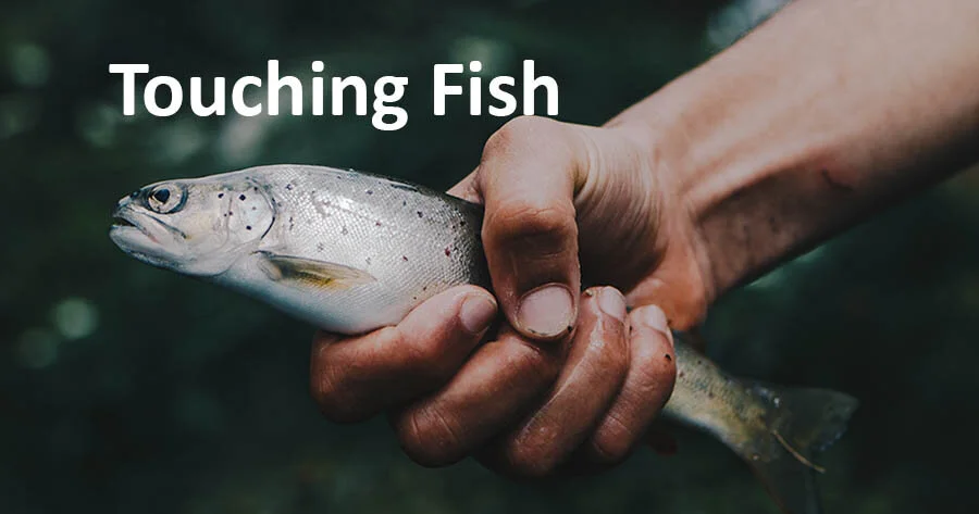 NEWS//Touching Fish
