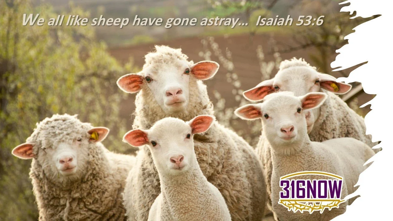 DEVOTION / Dumb sheep