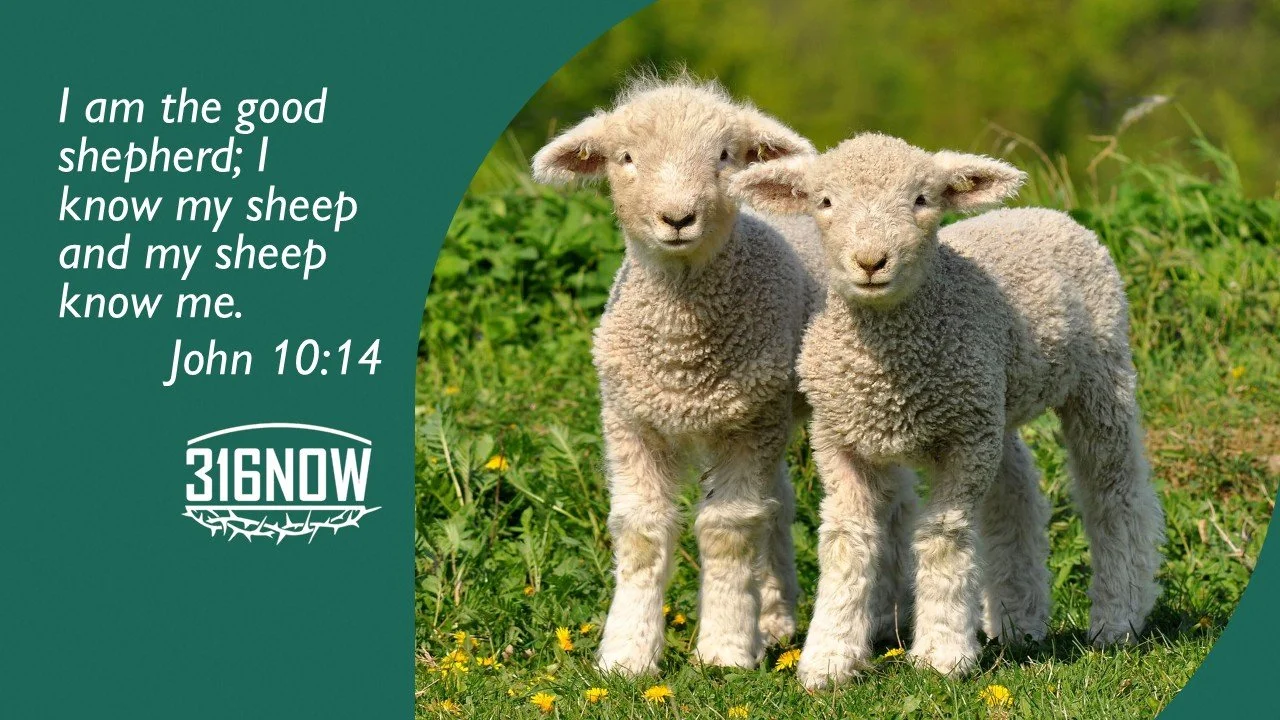 DEVOTION / Counting sheep