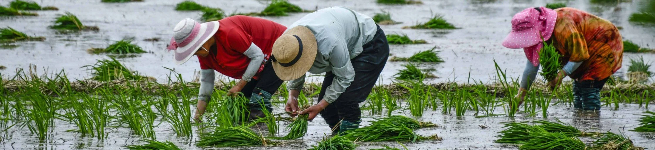 Banner Blog Hero 2026.jpg