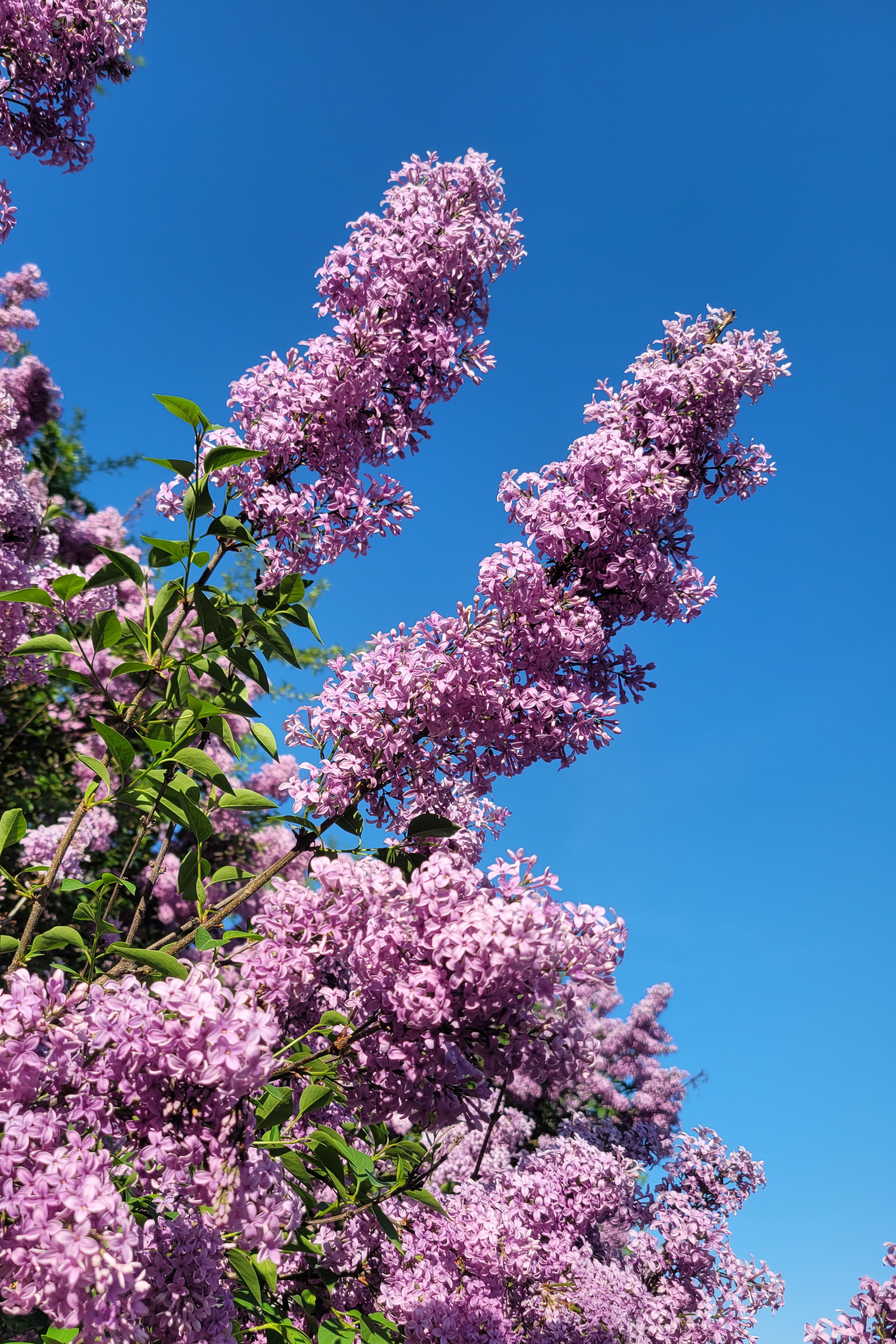 Lilacs 1.jpg