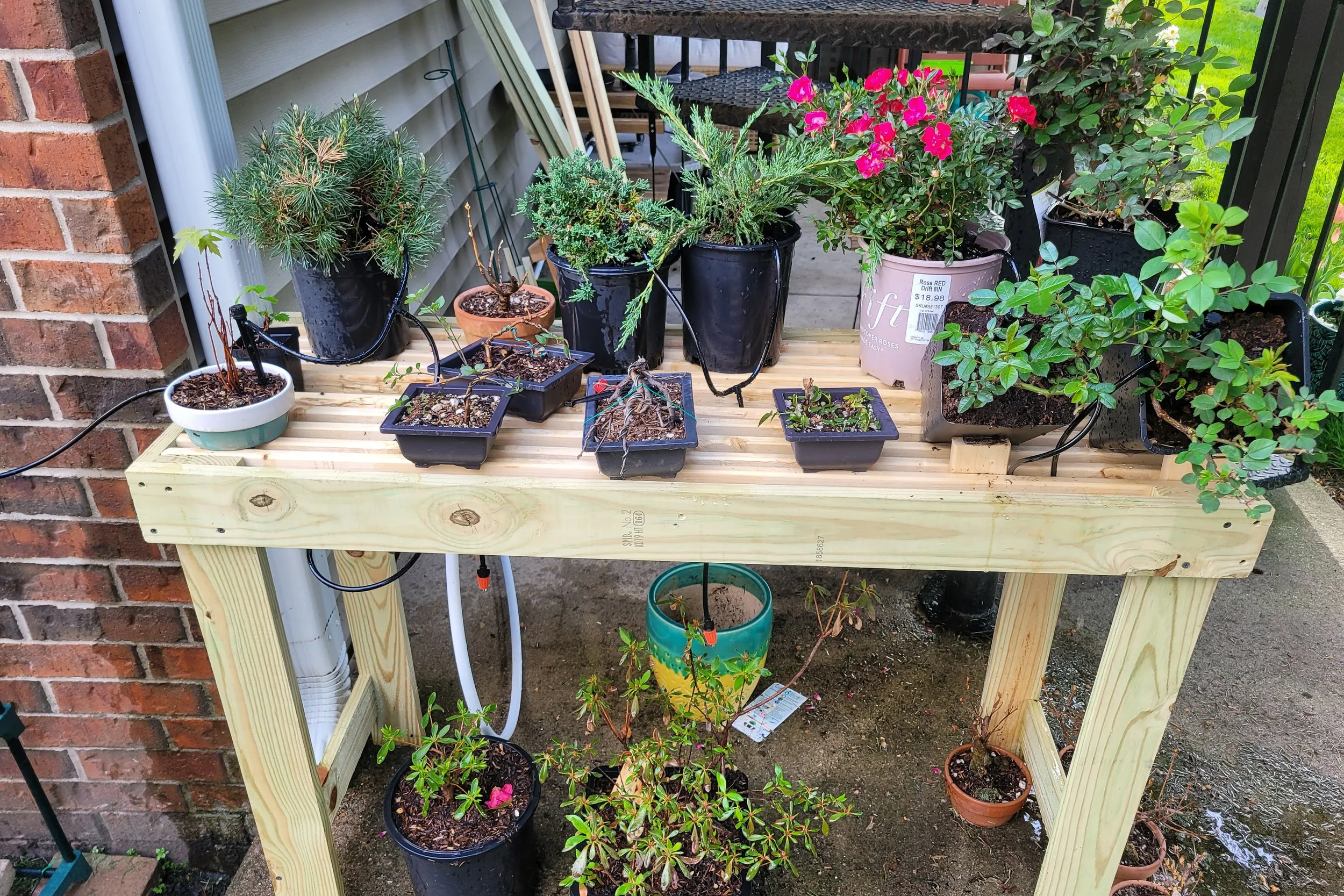 Bonsai 2.jpg