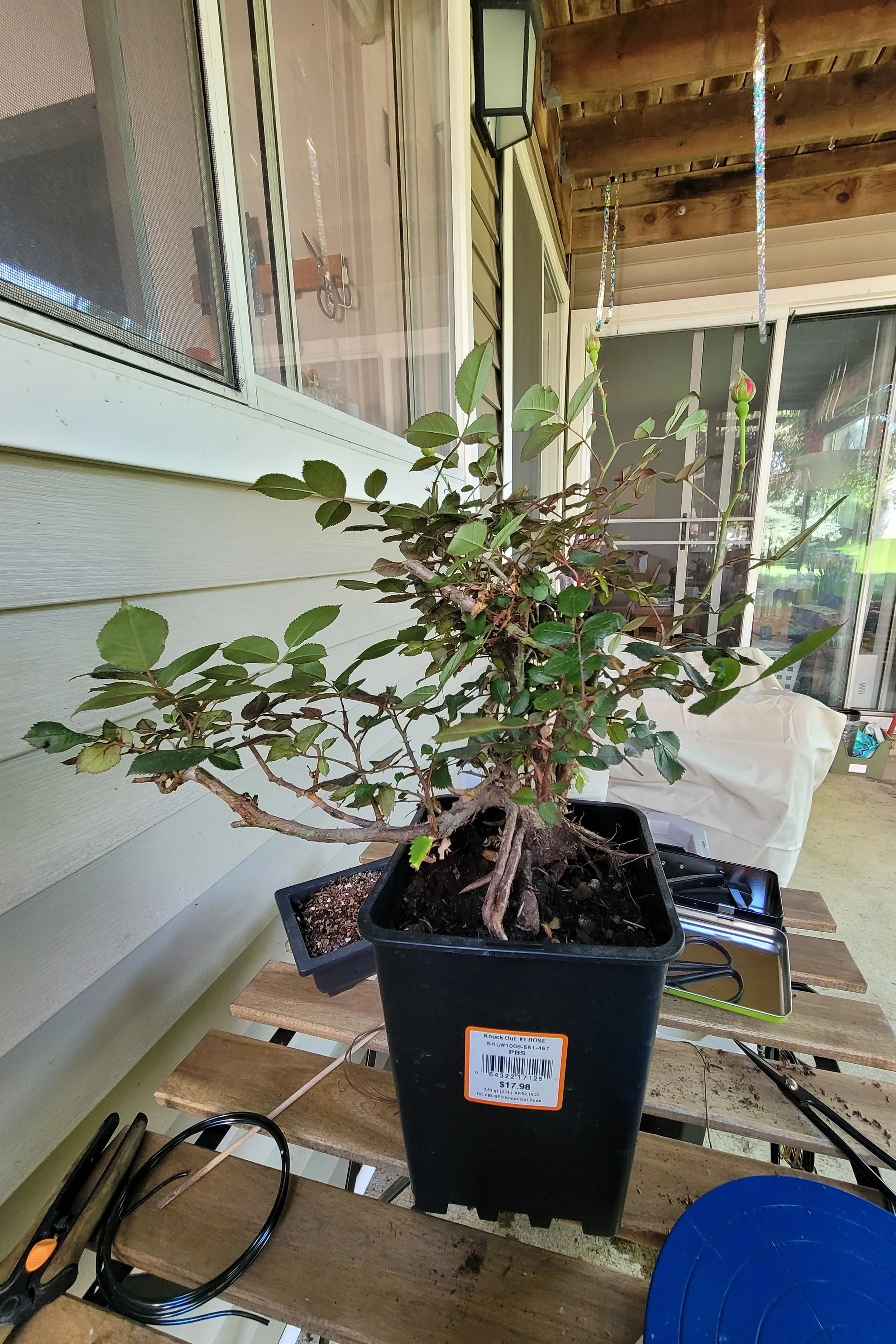 Bonsai 3.jpg