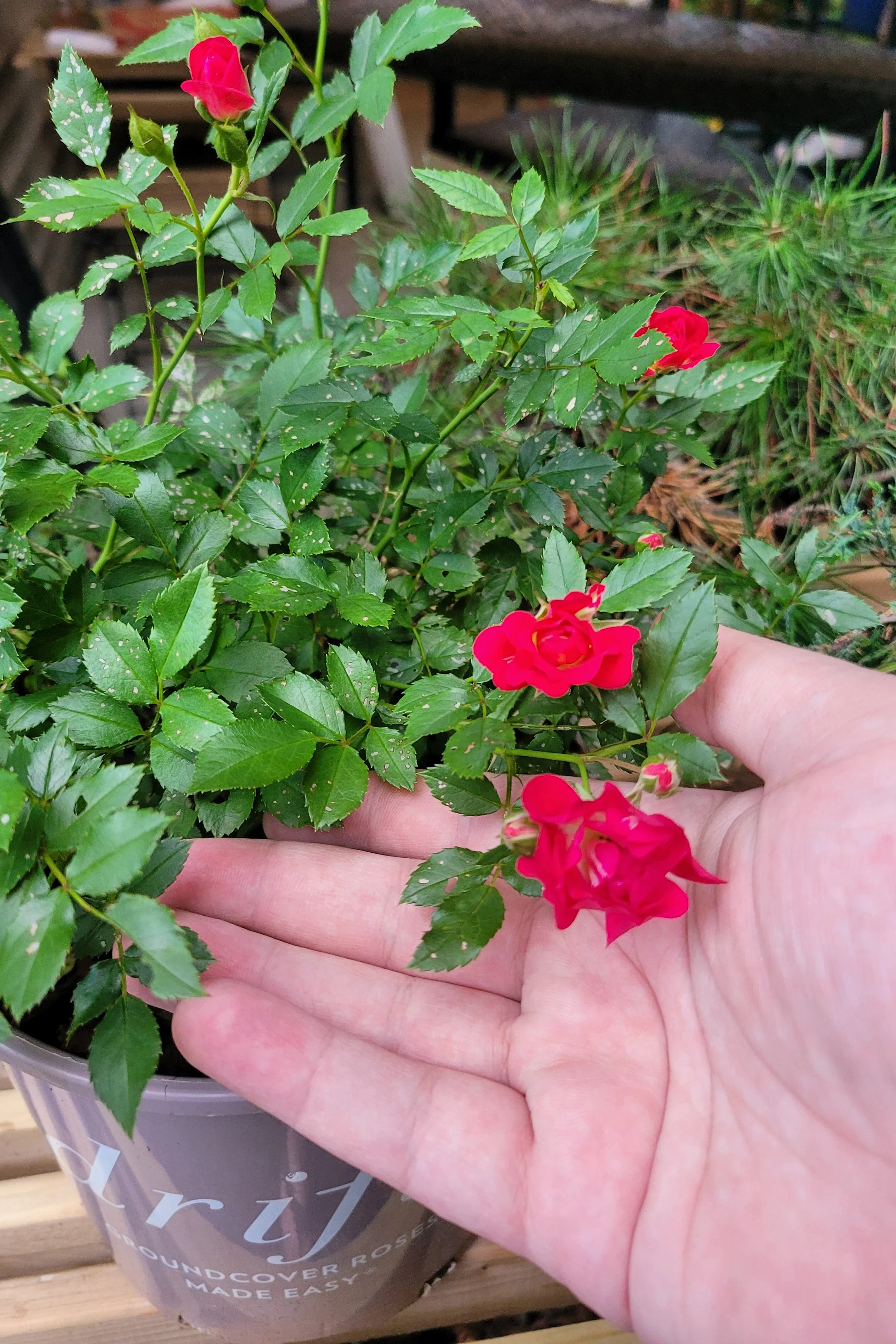Bonsai 6.jpg