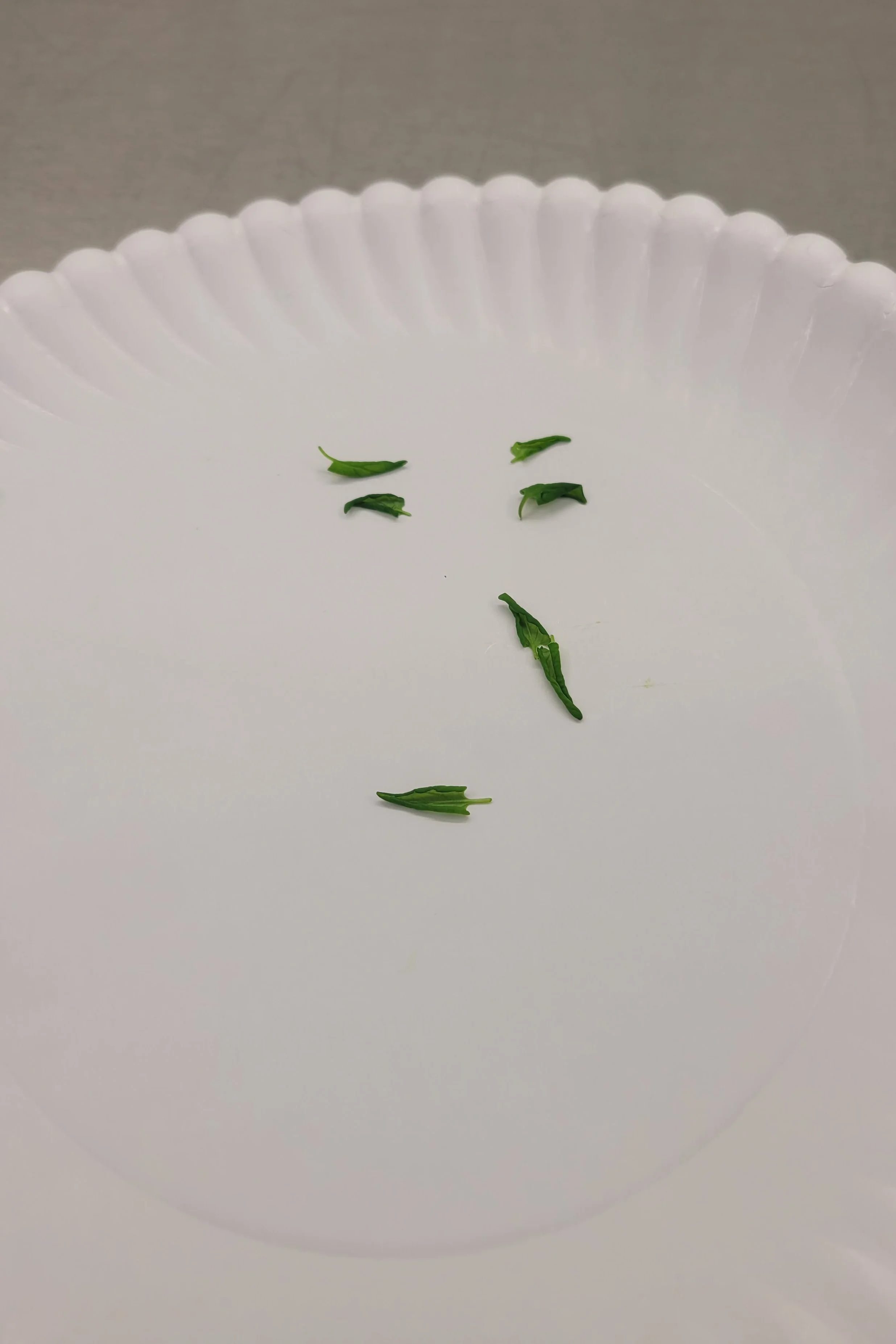 Faces 4.jpg
