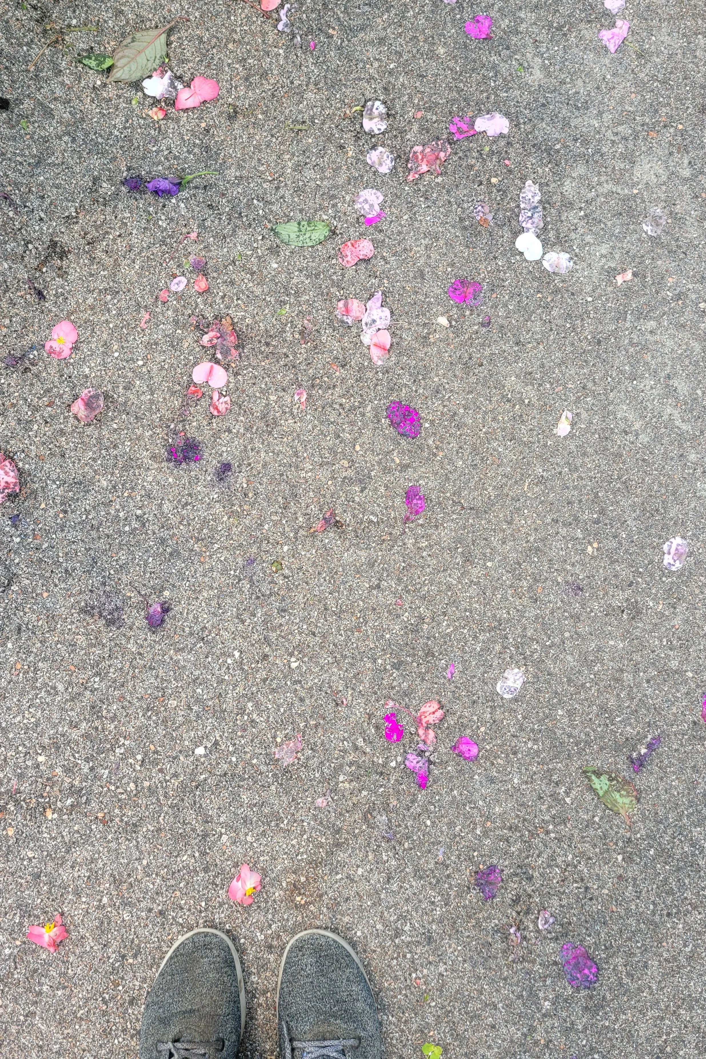 Petals 3.jpg