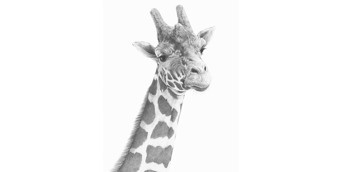 Andrew Howells_Giraffe