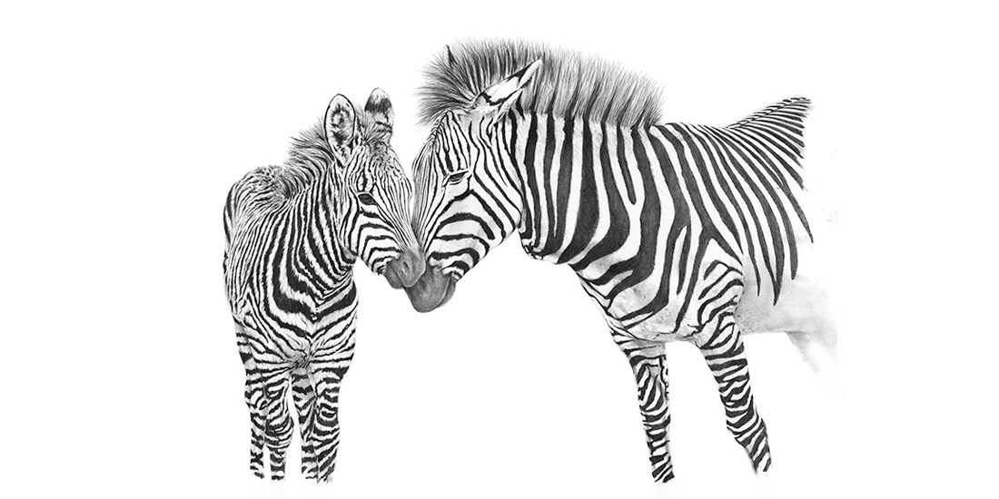 Andrew Howells_Zebras