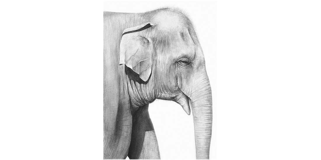 Andrew Howells_Asian Elephant Profile