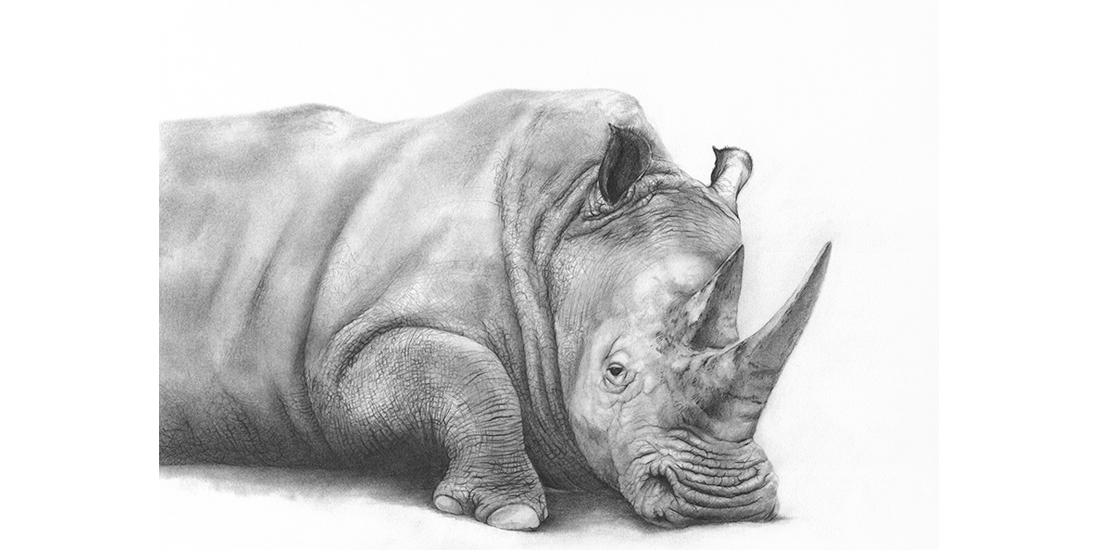 Andrew Howells_White Rhino