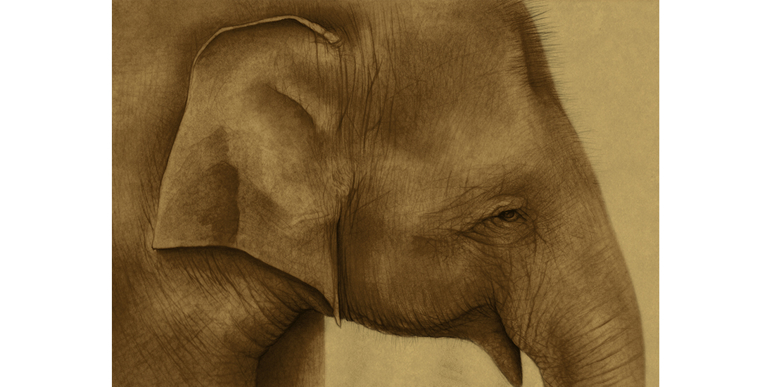 Andrew Howells_Asian Elephant 