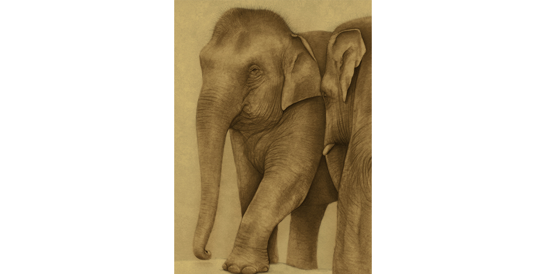 Andrew Howells_Asian Elephant