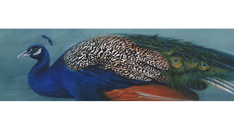 Andrew Howells_Indian Peafowl