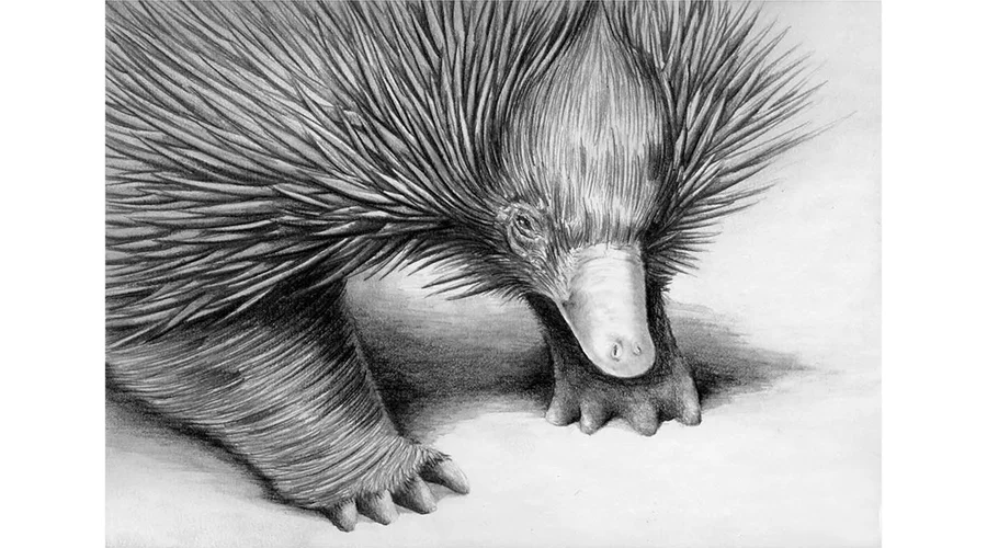 Andrew Howells_Echidna