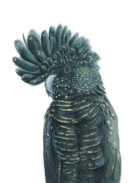 Blossom the Black Cockatoo by Andrew Howells for Stampede Style www.stampedestyle.com