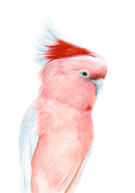 WEB_ Pascoe_MajorMitchel.jpg