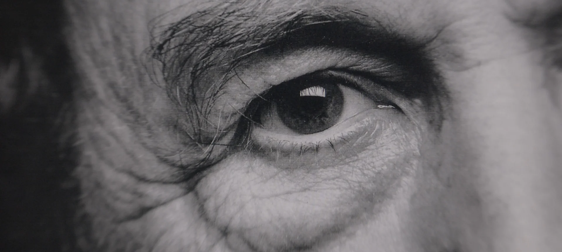 Harald Szeemann