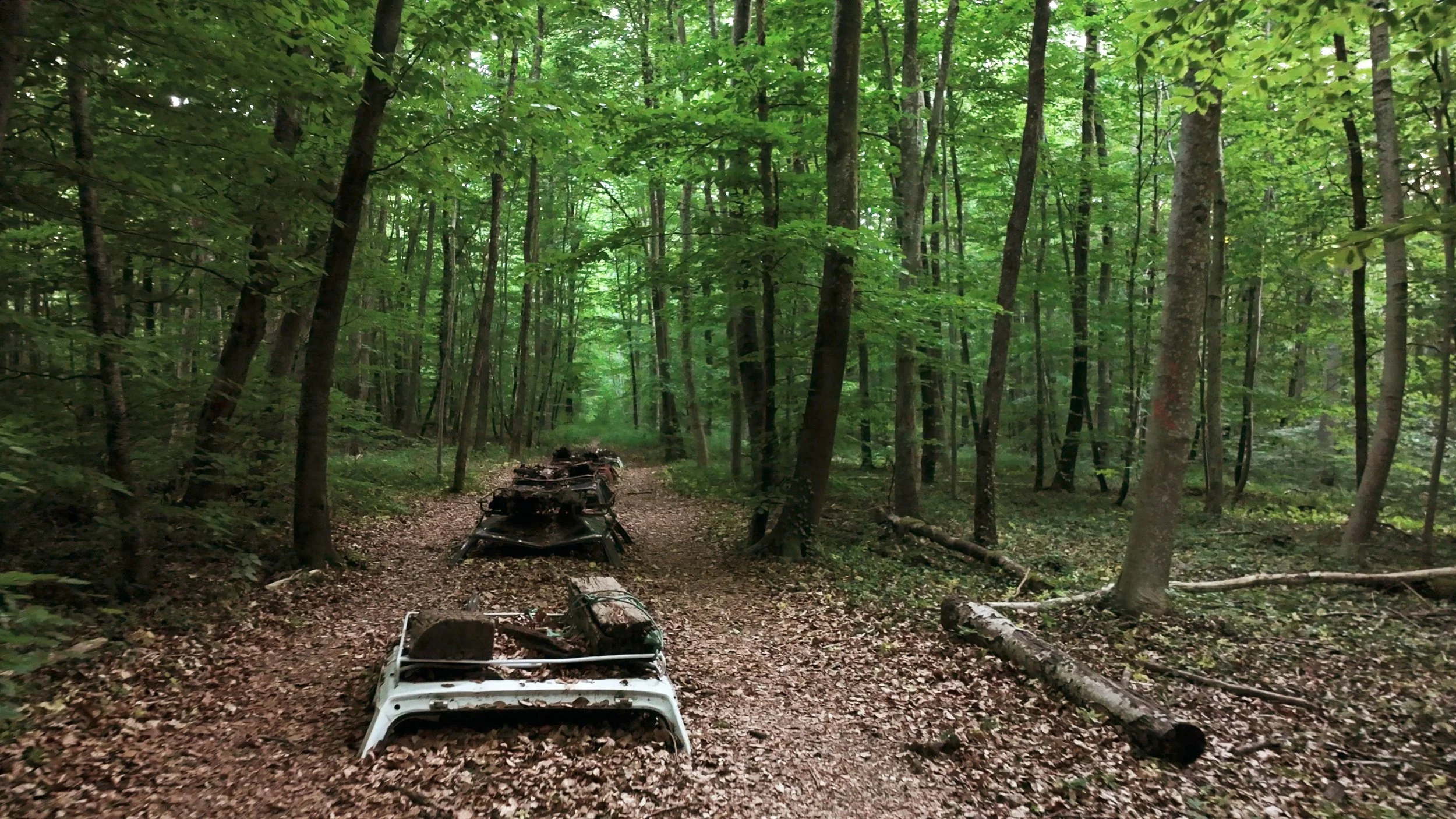 Quand l’art sème en forêt