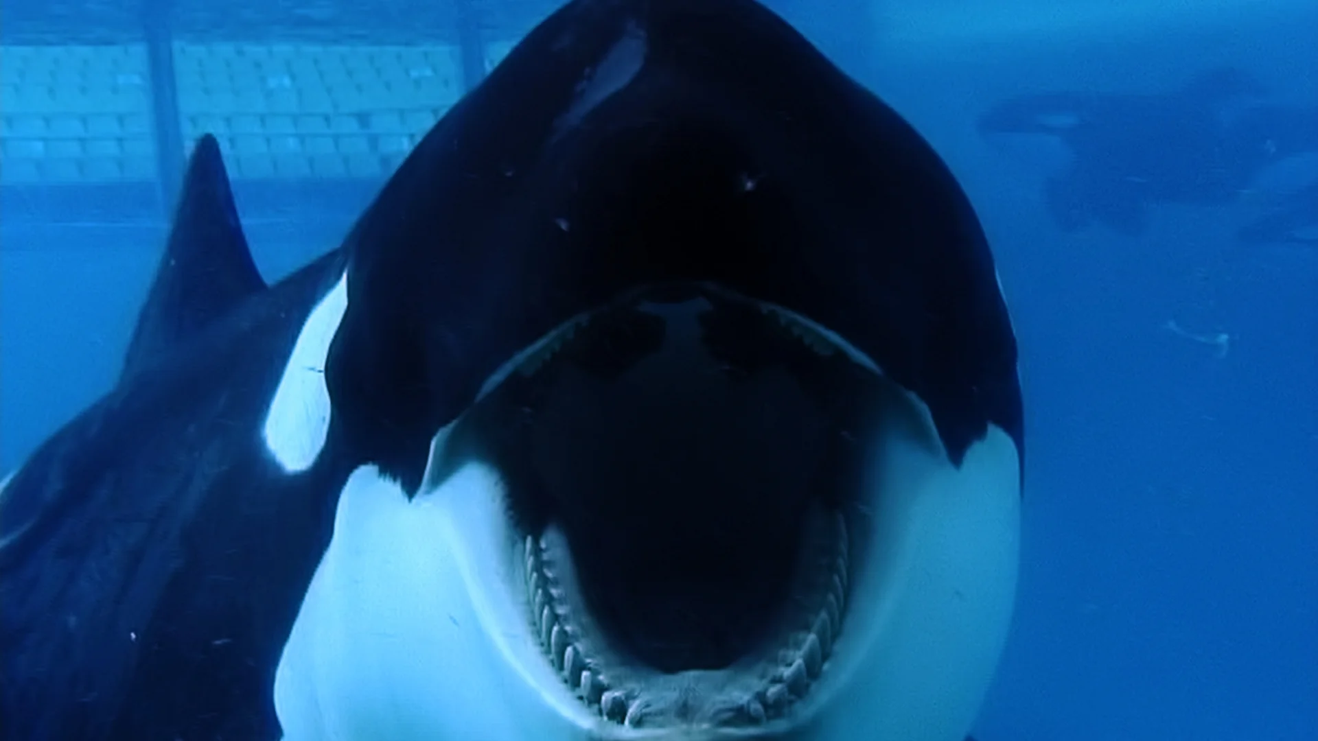 Blackfish Dogwoof Documentary (10).jpg